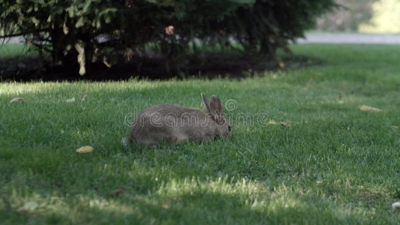 Un lapin gris marchant sur une pelouse verte. lapin gris adulte marche librement sur la pelouse verte closeup.