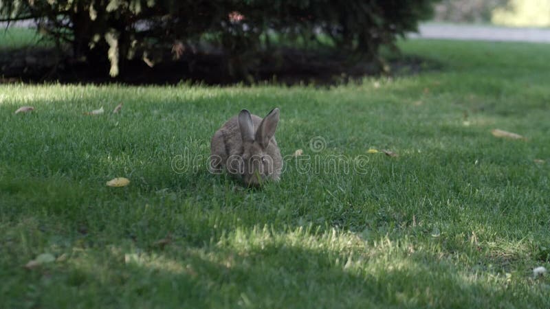 Un lapin gris marchant sur une pelouse verte. lapin gris adulte marche librement sur la pelouse verte closeup.