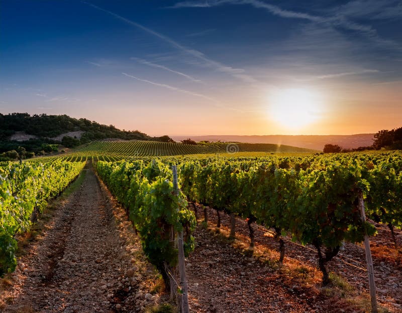 Un lever de soleil paisible sur des rangées de vignes dans un vignoble du sud de la France illustration de vecteur