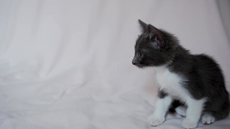Un lindo gatito blanco gris está sentado sobre una manta clara y lamiéndose la lengua. almacen de metraje de vídeo