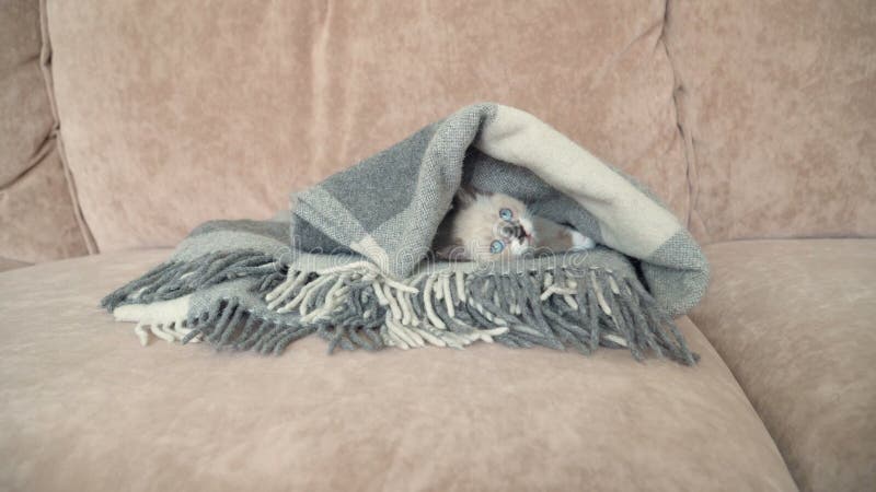 Un lindo gatito gris está en el sofá con manta almacen de video