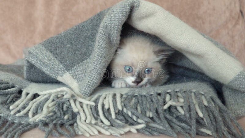 Un lindo gatito gris está en el sofá con manta metrajes