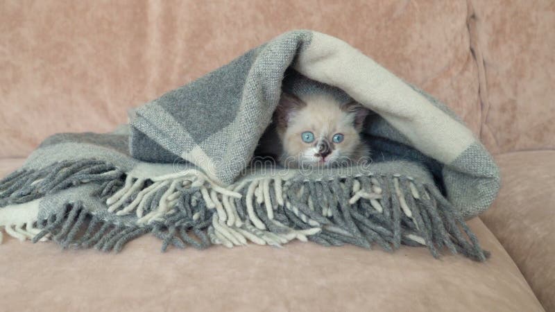 Un lindo gatito gris está en el sofá con manta almacen de video