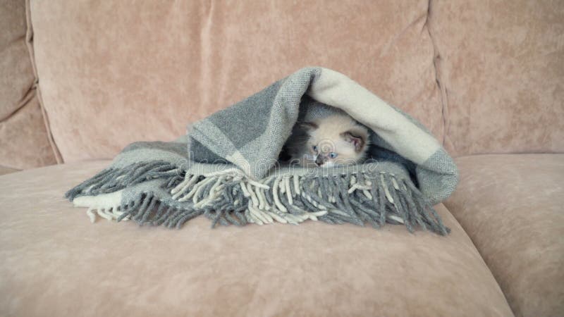 Un lindo gatito gris está en el sofá con manta metrajes