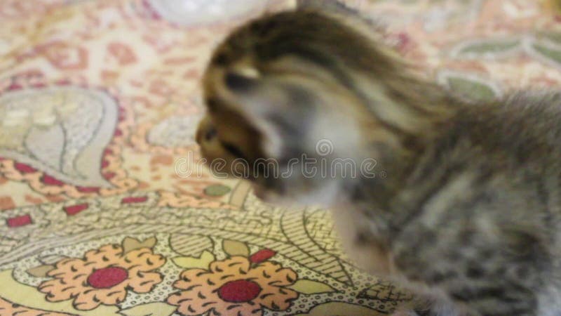 Un lindo gatito gris llamado príncipe aprende a caminar. almacen de video