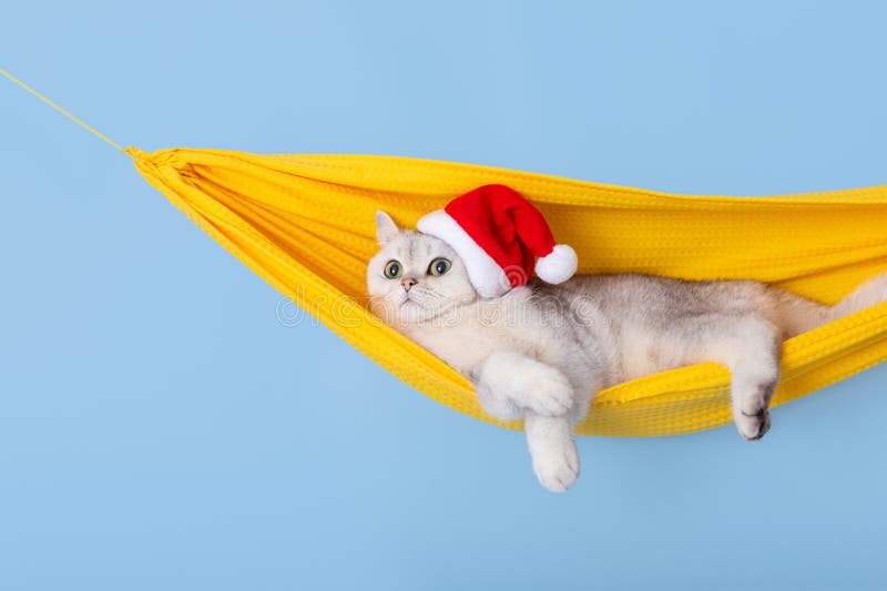 Un lindo gato blanco británico con un sombrero de santa claus rojo tirado en una hamaca de tela amarilla fotografía de archivo libre de regalías