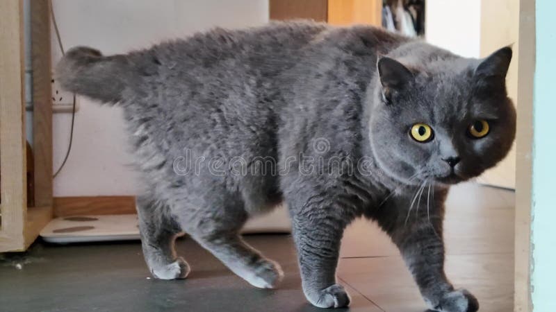 Un lindo gato británico de pelo corto de color gris almacen de metraje de vídeo