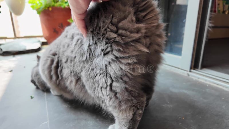 Un lindo gato británico de pelo corto de color gris almacen de video