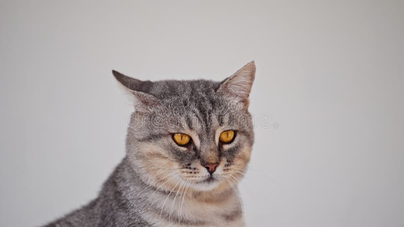 Un lindo gato de taburete gris mirando almacen de metraje de vídeo