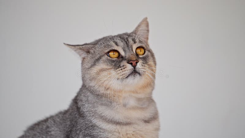 Un lindo gato de taburete gris mirando almacen de video