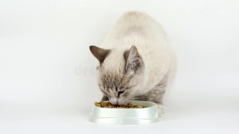 Un lindo gato gris come de un tazón metrajes