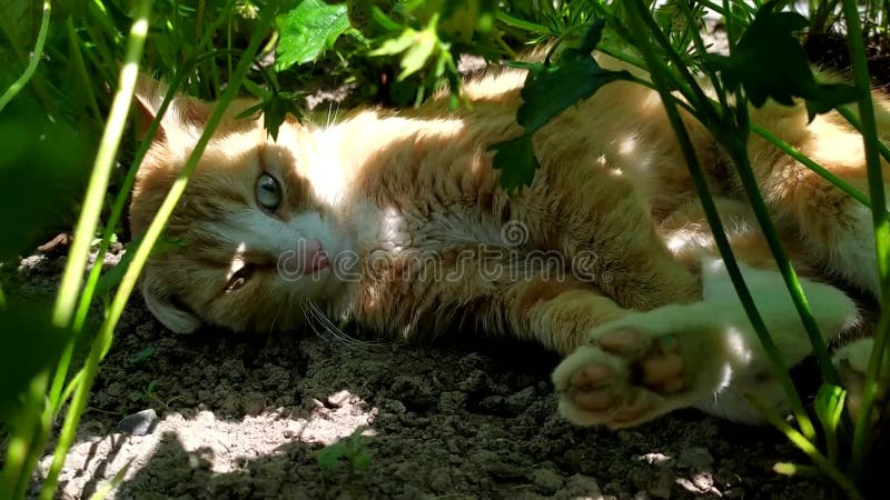 Un lindo gato jengibre yace en la cama del jardín. el gato se esconde del calor a la sombra del follaje de fresa. el comportamient