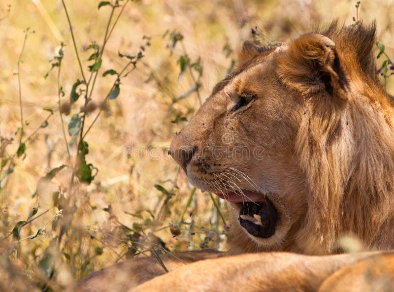 Un lion africain mâle alerte photos stock Un lion africain mâle alerte photos stock