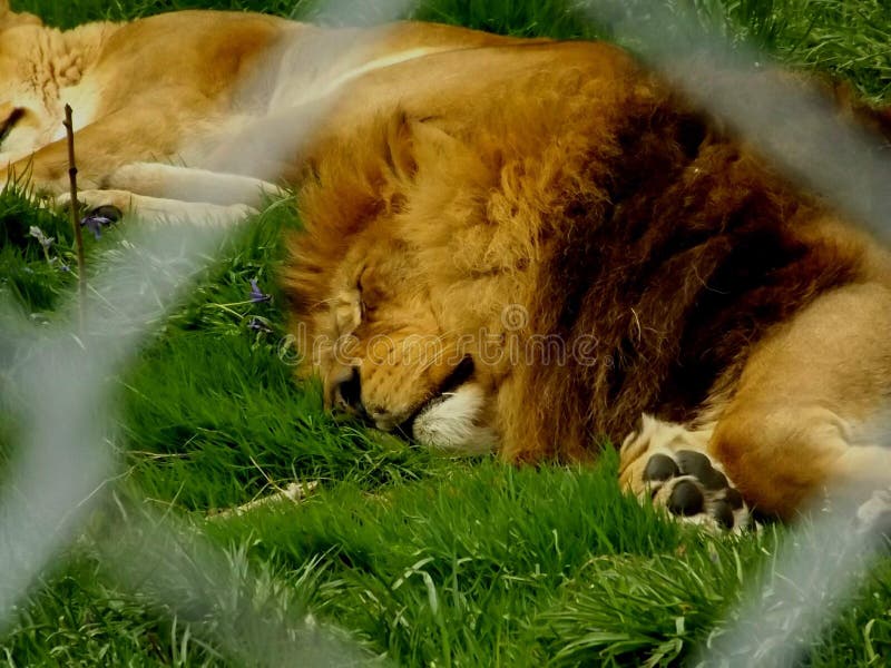 Un lion fatigué dormant au zoo photos stock Un lion fatigué dormant au zoo photos stock