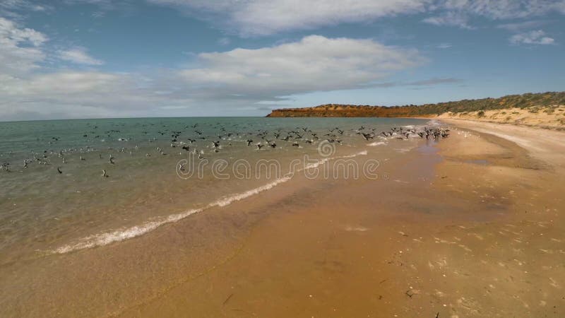 Un litorale ed il mare con gli uccelli sulla spiaggia