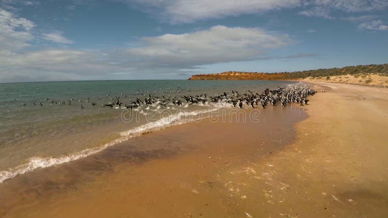 Un litorale ed il mare con gli uccelli sulla spiaggia