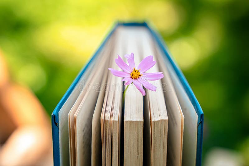 Un livre avec une fleur une belle vie morte dans un jardin d'été photos stock