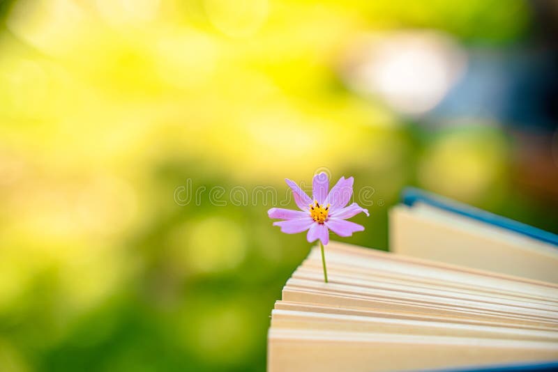 Un livre avec une fleur une belle vie morte dans un jardin d'été images stock