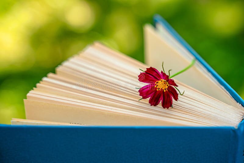 Un livre avec une fleur une belle vie morte dans un jardin d'été photo libre de droits