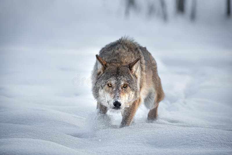 Un Lobo Maderero Europeo Adulto Corre a Través De La Nieve Recién Caída  Directamente En Ti. Lobo Gris Enojado En Busca De Presa. M Imagen de  archivo - Imagen de gris, recientemente: