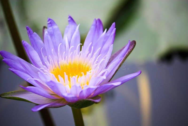 A purple lotus on blur background. A purple lotus on blur background