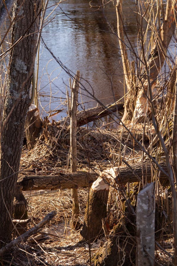 Natural background in early spring, a place by the river where beavers gnawed and felled trees. Natural background in early spring, a place by the river where beavers gnawed and felled trees