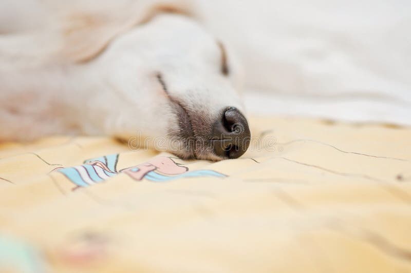 Un lévrier persan de petit chiot blanc de race mignon de saluki détendu et dormant calmement dans le lit image libre de droits Un lévrier persan de petit chiot blanc de race mignon de saluki détendu et dormant calmement dans le lit image libre de droits