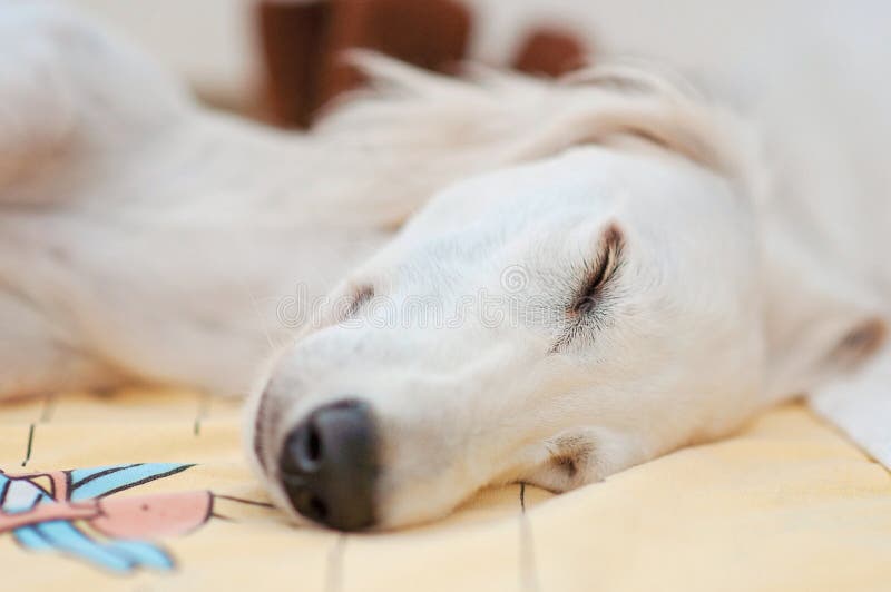 Un lévrier persan de petit chiot blanc de race mignon de saluki détendu et dormant calmement dans le lit photos stock Un lévrier persan de petit chiot blanc de race mignon de saluki détendu et dormant calmement dans le lit photos stock