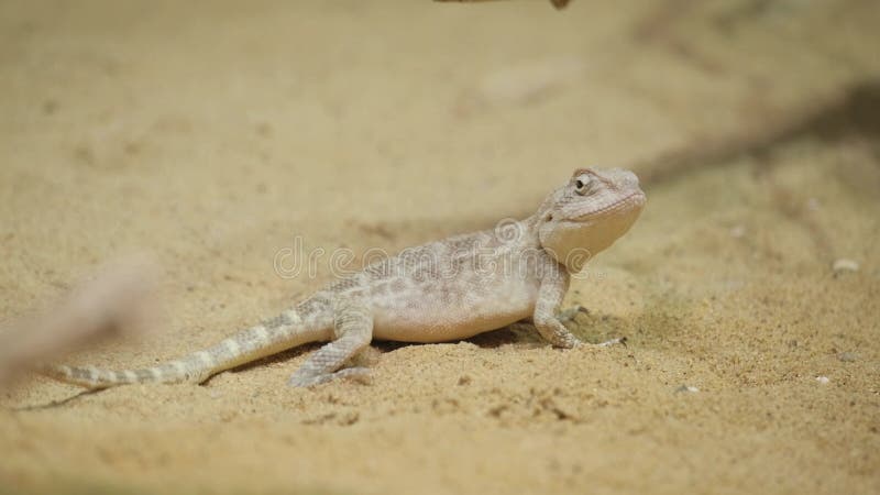 Un lézard américain rampe sur le sable