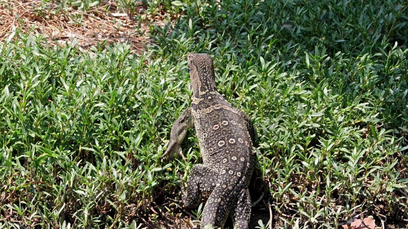 Un lézard le moniteur asiatique varanus salvator marche sur la côte thaïlande banque de vidéos