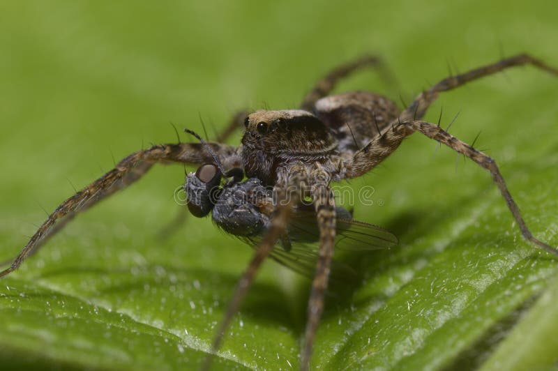 Un macro tir d'une araignée de loup, Lycosidae, mangeant une mouche images stock Un macro tir d'une araignée de loup, Lycosidae, mangeant une mouche images stock
