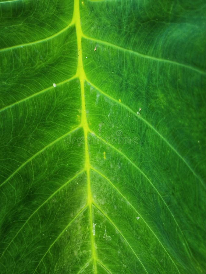 Un magnifique closeup d'une feuille verte. frais et élégant. photo stock