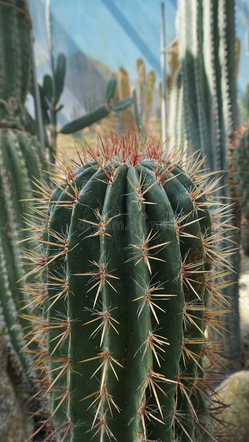 Un magnifique closeup du sommet d'un cactus à colonnes vert foncé photo libre de droits