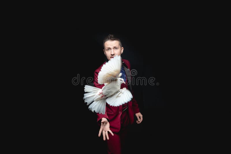 Un mago mostra un trucco con un uccello di colomba bianco addestrato fotografie stock libere da diritti