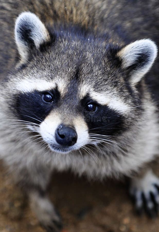 The raccoon (pronounced /rÃ¦ËˆkuËn/ ( listen), Procyon lotor), sometimes spelled as racoon,[2] also known as the common raccoon,[3] North American raccoon,[4] northern raccoon[5] and colloquially as coon,[6] is a medium-sized mammal native to North America. It is the largest of the procyonid family, having a body length of 40 to 70 cm (16 to 28 in) and a body weight of 3.5 to 9 kg (8 to 20 lb). The raccoon is usually nocturnal and is omnivorous, with a diet consisting of about 40% invertebrates, 33% plant foods, and 27% vertebrates. It has a grayish coat, of which almost 90% is dense underfur, which insulates against cold weather. Two of its most distinctive features are its extremely dexterous front paws and its facial mask, which are themes in the mythology of several Native American tribes. Raccoons are noted for their intelligence, with studies showing that they are able to remember the solution to tasks up to three years later. The raccoon (pronounced /rÃ¦ËˆkuËn/ ( listen), Procyon lotor), sometimes spelled as racoon,[2] also known as the common raccoon,[3] North American raccoon,[4] northern raccoon[5] and colloquially as coon,[6] is a medium-sized mammal native to North America. It is the largest of the procyonid family, having a body length of 40 to 70 cm (16 to 28 in) and a body weight of 3.5 to 9 kg (8 to 20 lb). The raccoon is usually nocturnal and is omnivorous, with a diet consisting of about 40% invertebrates, 33% plant foods, and 27% vertebrates. It has a grayish coat, of which almost 90% is dense underfur, which insulates against cold weather. Two of its most distinctive features are its extremely dexterous front paws and its facial mask, which are themes in the mythology of several Native American tribes. Raccoons are noted for their intelligence, with studies showing that they are able to remember the solution to tasks up to three years later.