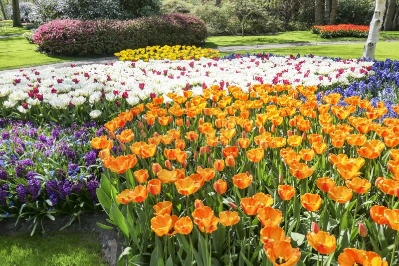 Un mar de flores con los jacintos y de tulipanes en colores múltiples imágenes de archivo libres de regalías Un mar de flores con los jacintos y de tulipanes en colores múltiples imágenes de archivo libres de regalías