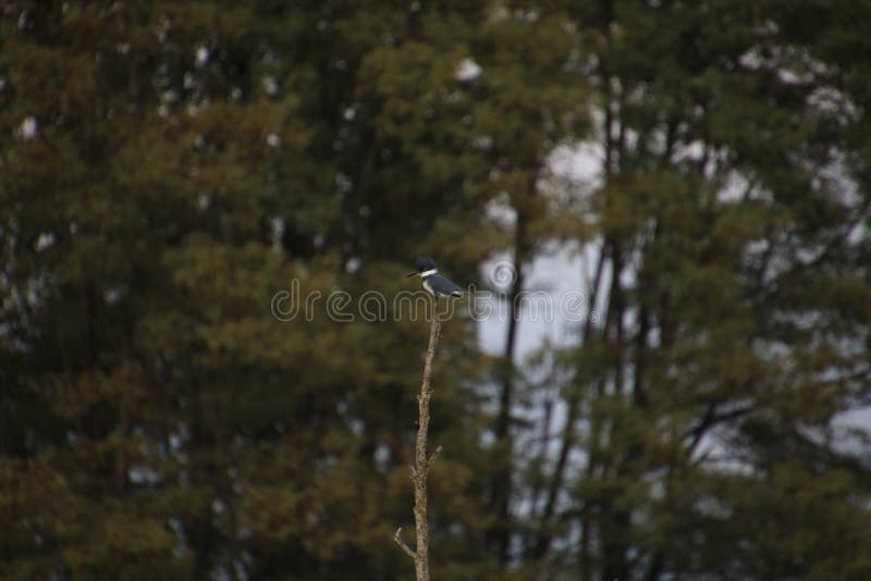 Un martinpescatore fasciato appollaiato sopra un albero morto fotografia stock Un martinpescatore fasciato appollaiato sopra un albero morto fotografia stock