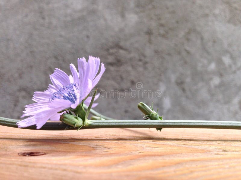 un matin agréable j'ai trouvé en fleurs de jardin de chicorée magique photo stock un matin agréable j'ai trouvé en fleurs de jardin de chicorée magique photo stock