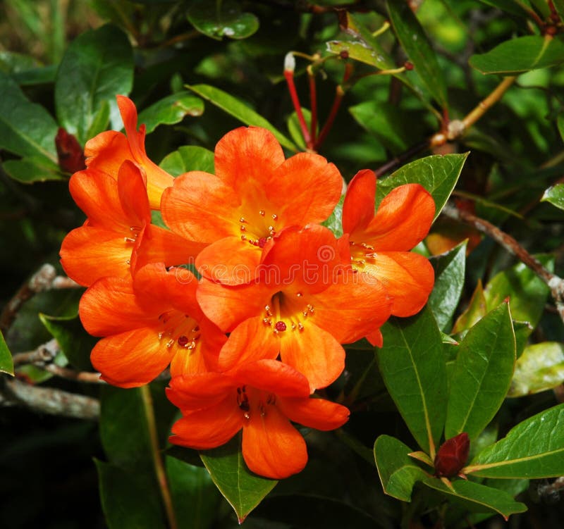 Un Mazzo Dei Fiori Arancio Luminosi Su Un Cespuglio Con Le Foglie Verde