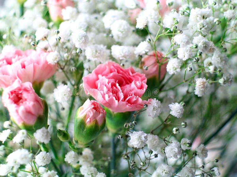 Un mazzo di fiori rosa con fiori bianchi sullo sfondo fotografie stock libere da diritti