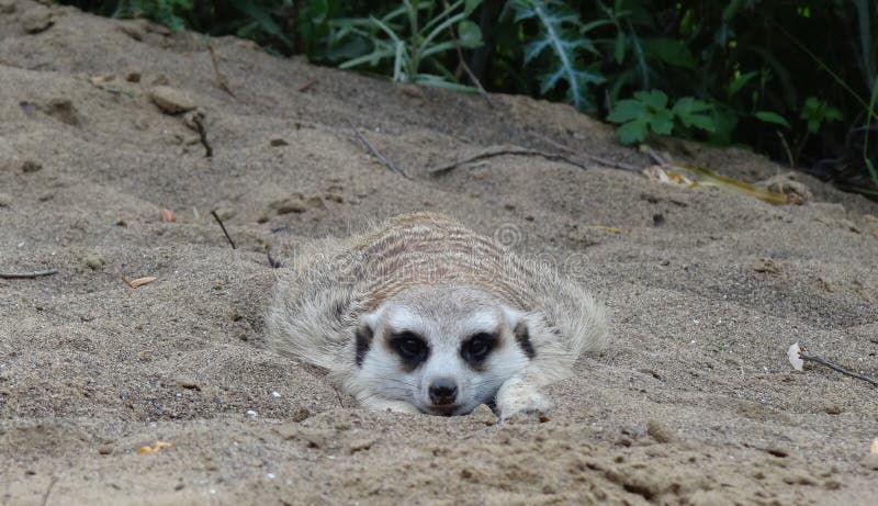 Un Meerkat che si trova pianamente nella sabbia immagine stock libera da diritti Un Meerkat che si trova pianamente nella sabbia immagine stock libera da diritti