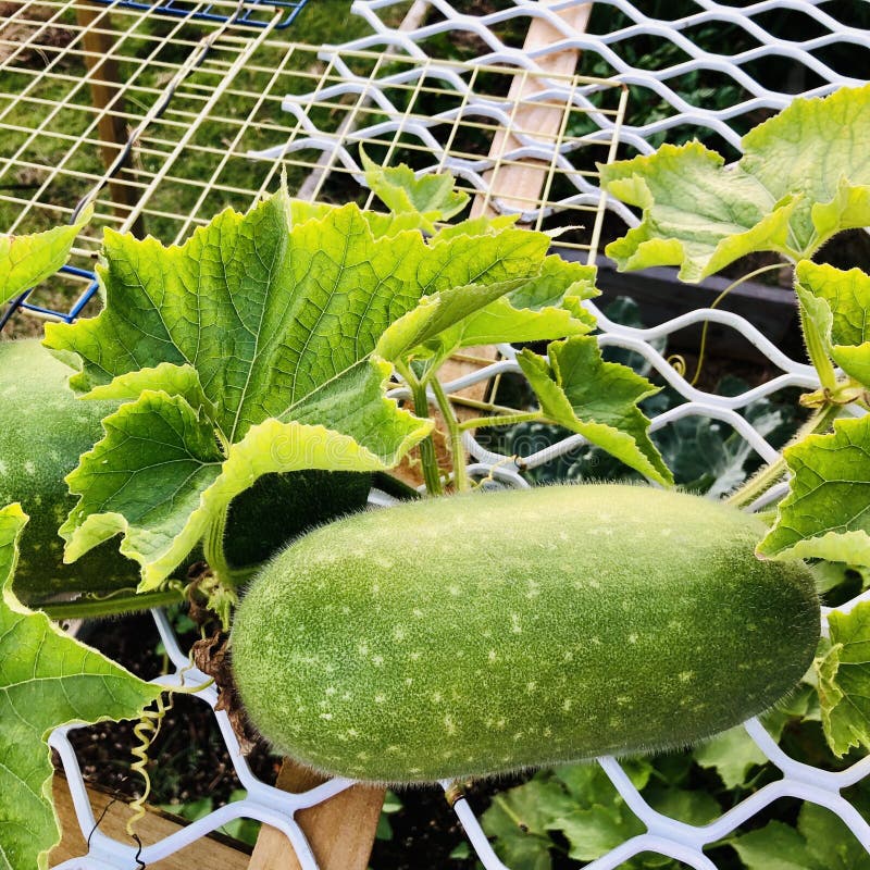Un melón y una vid difusas en el jardín. también conocido como melón de invierno. Un melón difuso cuelga de una vid en el jardín. también conocido como el invierno melon bi chanh chiang shin fuzzy squash pepino calabaza peluquería melón ho bak jie gua mao mao qua pequeño melón de invierno para testar gua. benincasa hispida var. la familia de plantas chiehgua es cucurbitaceae.
