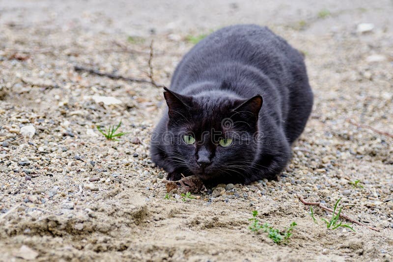 Le chat noir : un merveilleux animal de compagnie