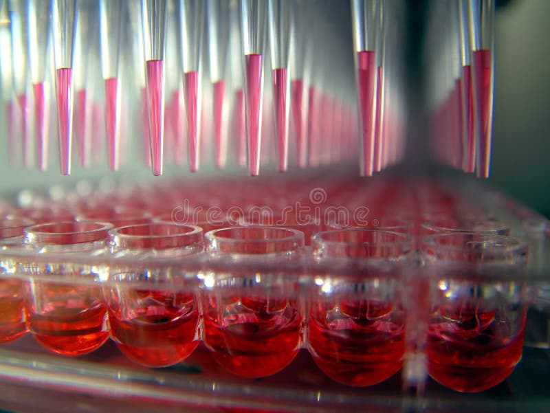 Un microplate de 96 puits photographie stock Un microplate de 96 puits photographie stock