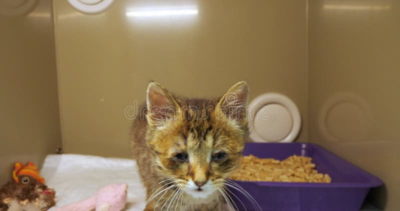 Un mignon chaton malade dans une clinique vétérinaire marche jusqu'à la caméra et les prairies en le reniflant. curieux chaton ren banque de vidéos