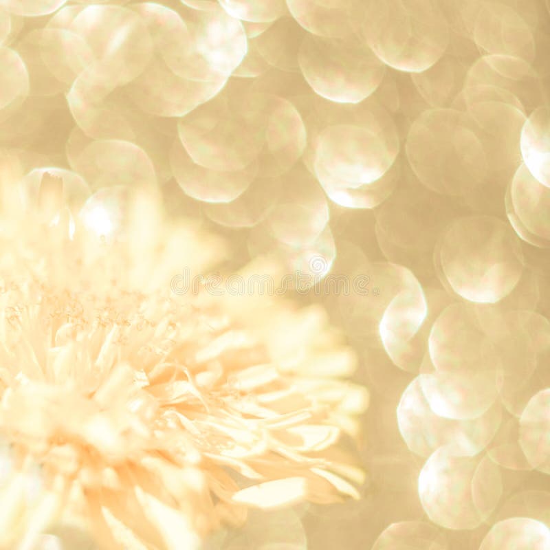 Un milieu floral délicat et doré naturel délaissé par temps ensoleillé concept de luxe, beauté naturelle, rayonnement jeunesse image stock Un milieu floral délicat et doré naturel délaissé par temps ensoleillé concept de luxe, beauté naturelle, rayonnement jeunesse image stock