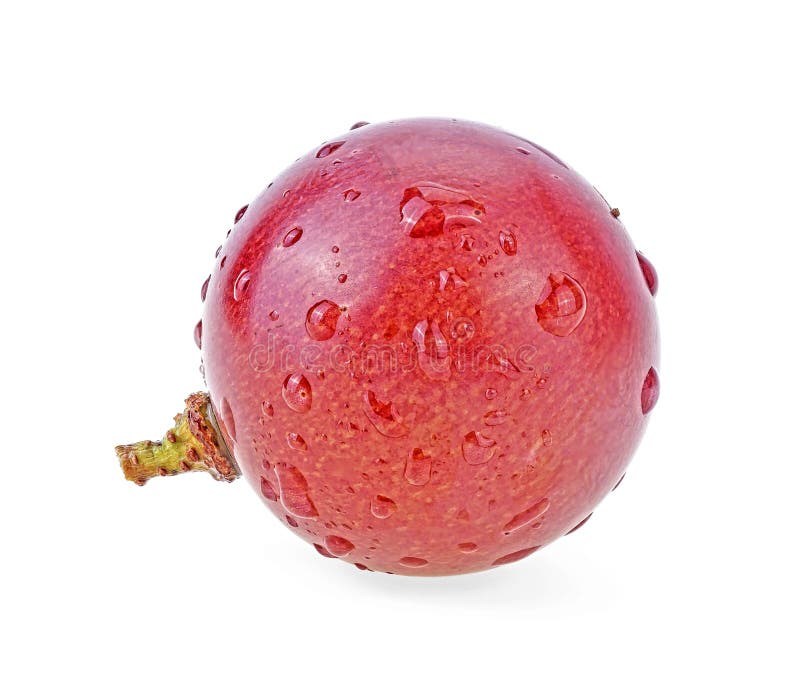 Un mirtillo rosso maturo con gocce d'acqua isolate su fondo bianco. profondità di campo immagine stock