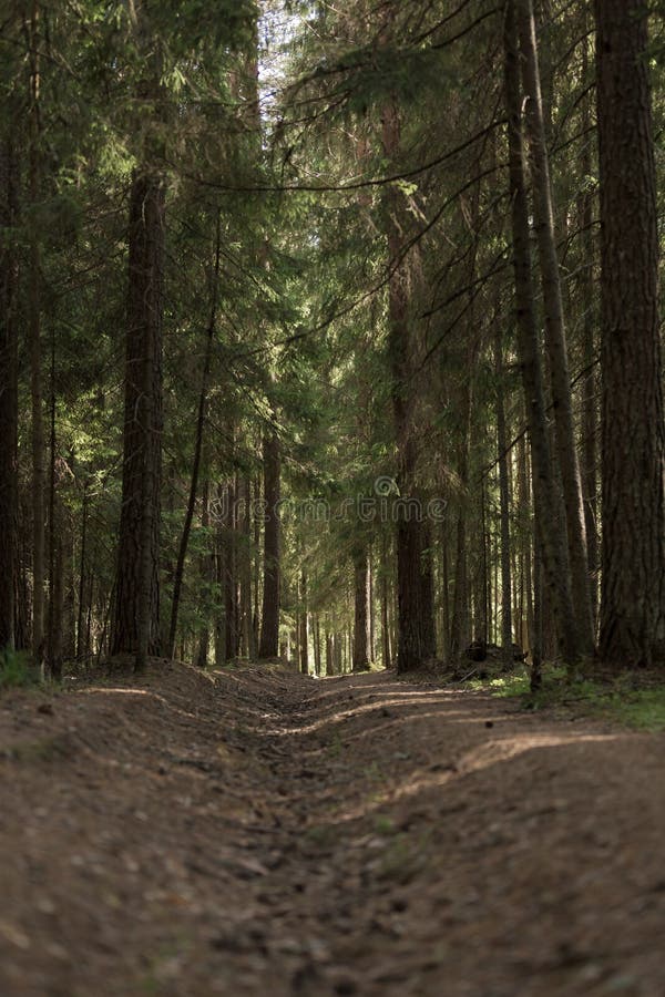 Un modo misterioso nella foresta magica densa di estate immagine stock libera da diritti Un modo misterioso nella foresta magica densa di estate immagine stock libera da diritti