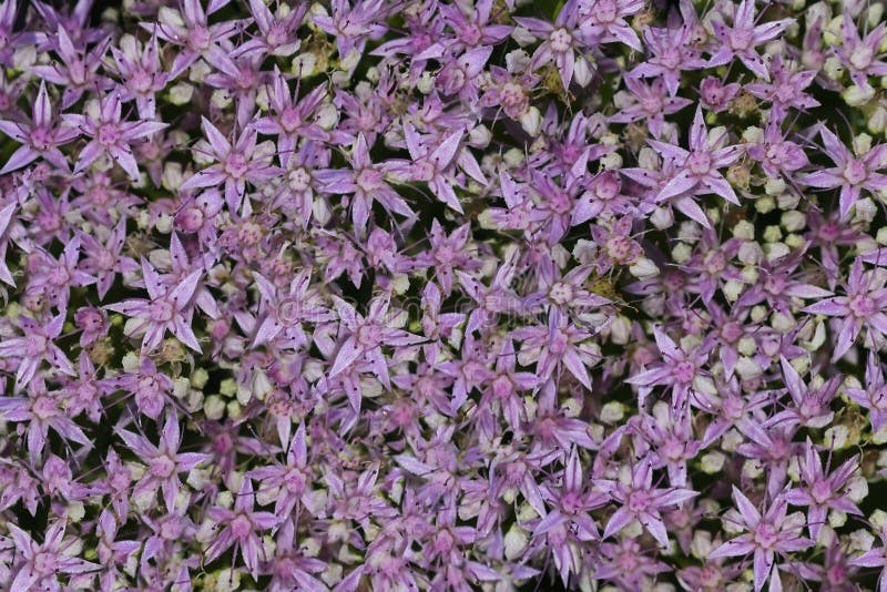 Un modèle de petites fleurs roses avec des baisses de rosée pour le fond image libre de droits Un modèle de petites fleurs roses avec des baisses de rosée pour le fond image libre de droits