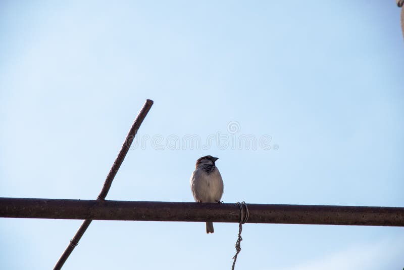 Un moineau se repose sur un tuyau sur le fond d'un ciel bleu de ressort photo libre de droits Un moineau se repose sur un tuyau sur le fond d'un ciel bleu de ressort photo libre de droits